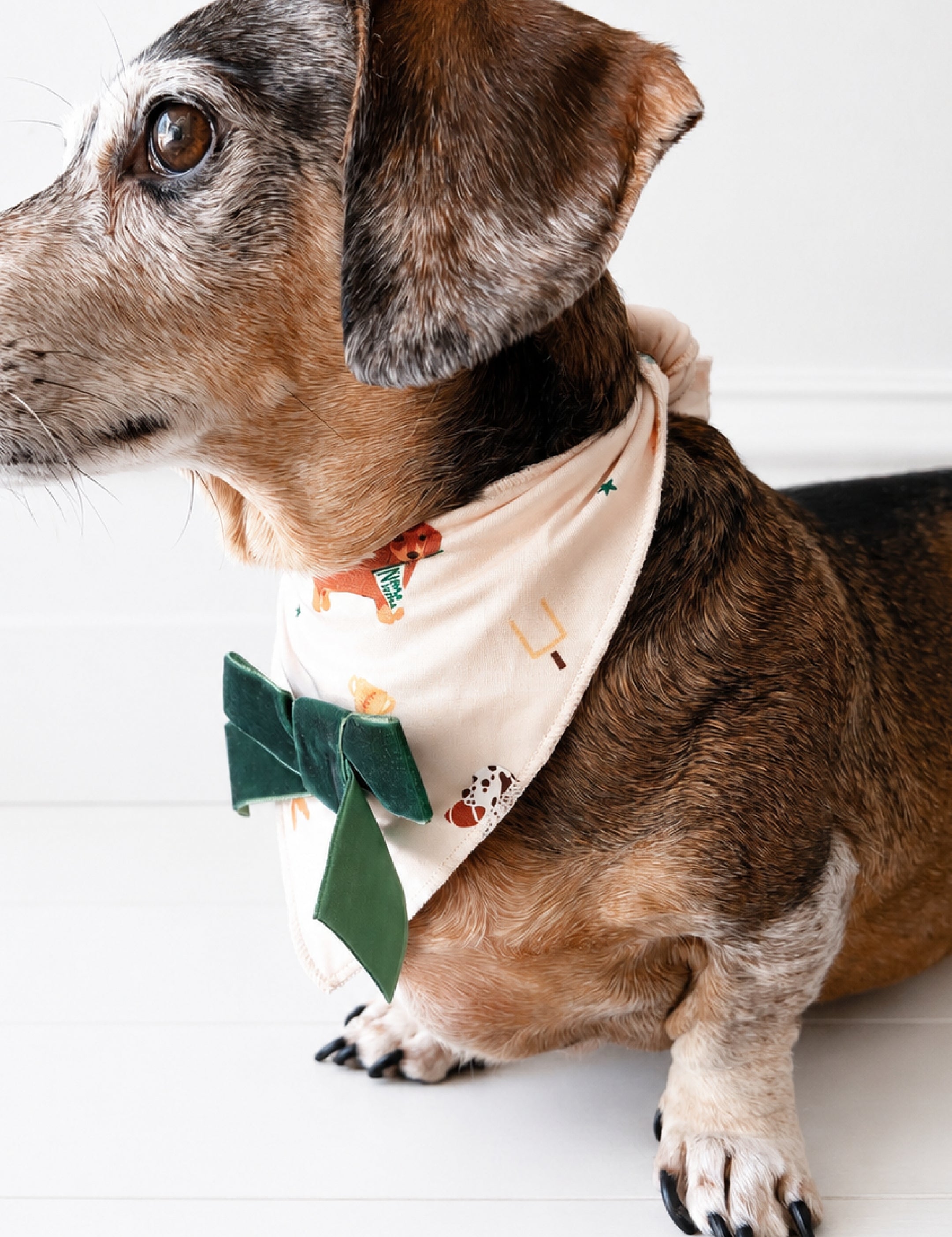 PDP-VarsityPups-DogBandana-2_2x_38c6e116-9e43-4a57-ae4b-64433065fac8.jpg
